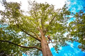 Best Tree Disease Treatment  in Ada, OK