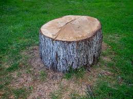 Best Tree Mulching  in Ada, OK