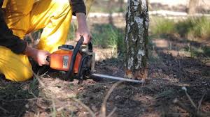 Best Tree Trimming and Pruning  in Ada, OK