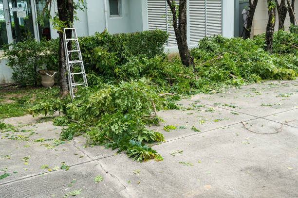 Best Lawn Disease Treatment  in Ada, OK