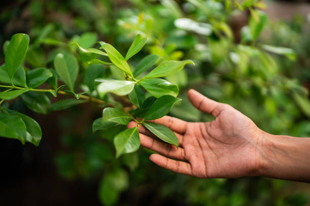 Best Tree Preservation Services  in Ada, OK