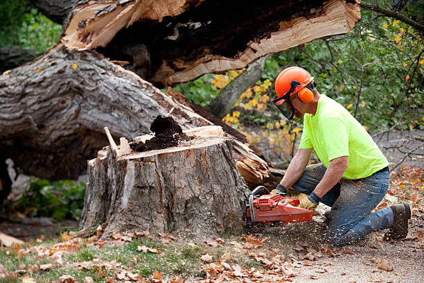 Trusted Ada, OK Tree Services Experts