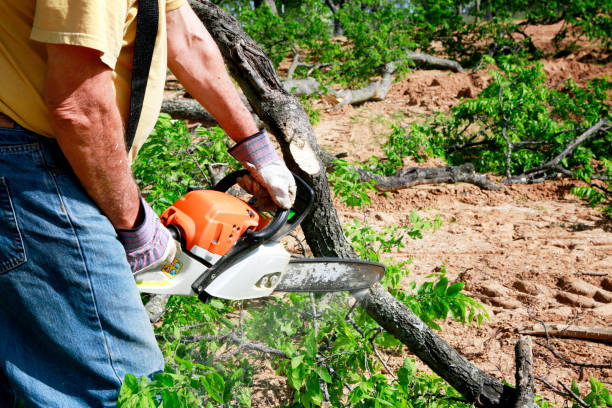Best Tree Risk Assessment  in Ada, OK